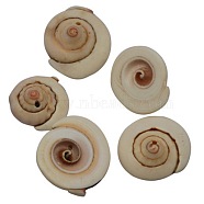 Natural Shiva Eye Shell Beads, Dyed, PeachPuff, Size: about 13~16mm long, 4~7mm thick, hole: 2mm, about 360pcs/500g(BSHE-S090)