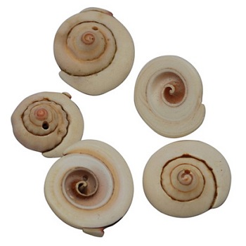 Natural Shiva Eye Shell Beads, Dyed, PeachPuff, Size: about 13~16mm long, 4~7mm thick, hole: 2mm, about 360pcs/500g