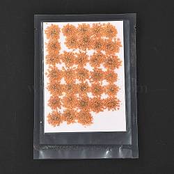 Pressed Dried Flowers, for Cellphone, Photo Frame, Scrapbooking DIY Handmade Craft, Orange, 15~20x13~19mm, 100pcs/bag(DIY-K032-58K)