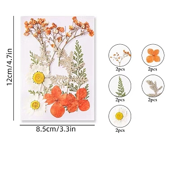 PET Waterproof Self Adhesive Dried Flower Stickers Sets, DIY Hand Bookmark Decoration Sticker, Flower, Tomato, 120x85mm