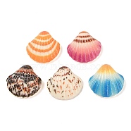 Opaque Resin Decoden Cabochons, Shell Shape, Mixed Color, 23x23x8mm(CRES-I034-04)