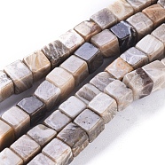 Natural Fossil Coral Beads Strands, Cube, 5.5~6.5x5.5~6.5x5.5~6.5mm, Hole: 0.8mm, about 62pcs/strand, 15.63 inch(39.7cm)(G-D0020-13A)