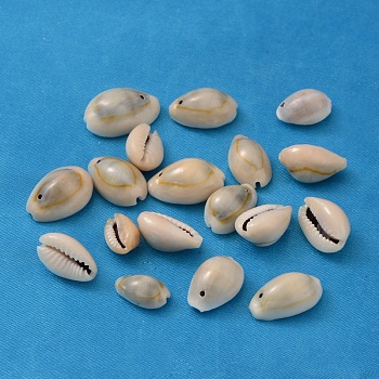 Natural Cowrie Shell Beads, Dyed, Seashell Color, 10~17x10~11x7~9mm, Hole: 2mm