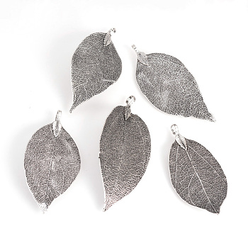 Electroplated Natural Leaf Big Pendants, with Iron Findings, Antique Silver Plated, 50~80x20~35x1mm, Hole: 3x6mm