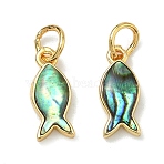 Natural Paua Shell Fish Charms, with Brass Settings, Lead Free & Cadmium Free, Rack Plating, Long-Lasting Plated, Real 18K Gold Plated, 12x5x2.5mm, Jump Ring: 5x0.7mm, Inner Diameter: 3.5mm(KK-F926-04A)