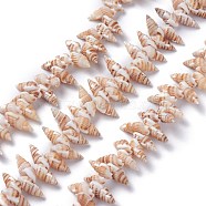 Natural Spiral Shell Beads Strands, Wheat, 14~20x7~10x6~8mm, Hole: 1mm, 15.35 inch(39cm)(X-BSHE-I016-08)