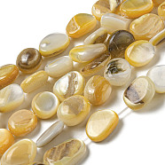 Natural Yellow Shell Beads Strands, Dyed, Nuggets, Goldenrod, 9~16.5x8~9x2.4~7mm, Hole: 0.8mm, about 34~35pcs/strand, 14.96~15.16''(38~38.5cm)(SSHEL-H072-08)