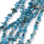 Natural Apatite Beads Strands, Chip, 1.5~4.5x3~13x2.5~8mm, Hole: 0.6mm, 30.94~31.97 inch(78.6~81.2cm)(G-G0003-B08)
