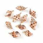 Natural Sea Shell Pendants, Shell Shaped Charms with Golden Tone Iron Loops, Chocolate, 20~37x10~19x9~16mm, hole: 1~1.8mm(SSHEL-N038-45)