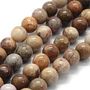 Natural Fossil Coral Beads Strands, Round, 6mm, Hole: 0.8mm, about 62pcs/strand, 15.3 inch(39cm)(G-G763-12-6mm)