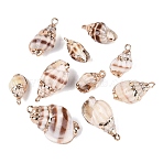 Electroplate Natural Spiral Shell Pendants, Conch Shell Charms with Golden Tone Iron Loops & Brass Edge Findings, Peru, 15.5~25x8~16x6.5~13mm, Hole: 1.6~1.8mm(SSHEL-Q100-33G)