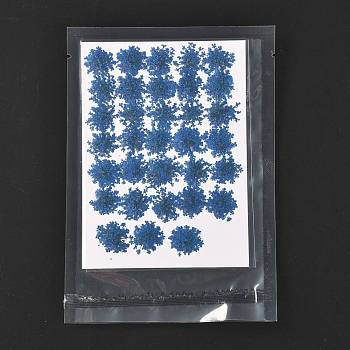 Pressed Dried Flowers, for Cellphone, Photo Frame, Scrapbooking DIY Handmade Craft, Blue, 15~20x13~19mm, 100pcs/bag