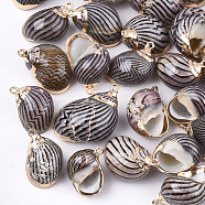 Electroplate Spiral Shell Pendants, with Iron Findings, Golden, Black, 20~35x10~20x10~15mm, Hole: 1~2mm(SSHEL-T009-06)