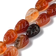 Natural Red Agate Beads Strands, Leaf, 14~14.5x10~10.5x5.5~6mm, Hole: 1.2mm, about 15pcs/strand, 8.43''(21.4cm)(G-M418-A05-01)