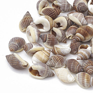 Sea Shell Beads, No Hole/Undrilled, 8~14x5~10x5~7mm, about 770pcs/274g(SSHEL-S258-02)