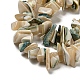 Natural Seashell Shell Beads Strands(SSHEL-H072-07)-3