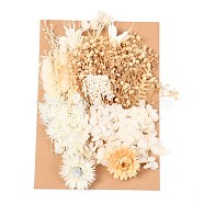 Dried Flower, for Bridal Shower, Wedding, Preserved Fresh Flower, Floral White, 210x148x14~24.5mm(DIY-B018-02)