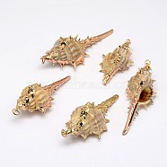 Golden Electroplated Conch Shell Pendants, 18~63x13~28x12~23mm, Hole: 2mm(BSHE-M016-03)