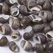 Natural Conch Shell Beads, Undrilled/No Hole Beads, Coffee, 13~22x10~16x7~13mm(SSHEL-S258-89)