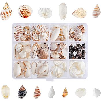 SUPERFINDINGS Natural Shell & Conch Decorations, for Vase Filler, Beach Theme Party, DIY Craft, Wedding Decor, Mixed Color, 8.5~28x6~28x3~14mm, 160pcs/box