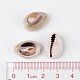Natural Cowrie Shell Beads(BSHE-S053)-3
