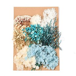 Dried Flower, for Bridal Shower, Wedding, Preserved Fresh Flower, Turquoise, 210x148x14~24.5mm(DIY-B018-05)