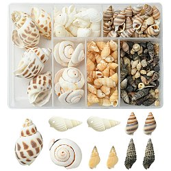 Natural Spiral Shell Beads, Mixed Shapes, Mixed Color, 159Pcs~174Pcs(SSHEL-YW0001-02)