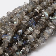 Natural Labradorite Chip Bead Strands, 5~8x5~8mm, Hole: 1mm, about 16 inch(X-G-M298-06)