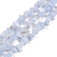 Natural Blue Lace Agate Chip Beads Strands, 5~14x4~10mm, Hole: 1mm, about 15.5 inch~16.1 inch(G-E271-73-A)