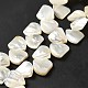 Natural White Shell Beads Strands(SHEL-G014-15)-2