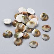 Natural Sea Shell Cabochons, Half Round/Dome, Colorful, 10.5~13.5x10.5~12.5x4.5~5.5mm(SSHEL-K026-03A)