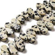 Natural Dalmatian Jasper Beads Strands, Teardrop, Top Drilled, 9~10x5~5.5x3.5~4mm, Hole: 0.7mm, about 40~48pcs/strand, 7.09~7.28''(18~18.5cm).(G-B064-B11)