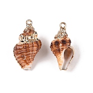 Natural Sea Shell Pendants, Shell Shaped Charms with Golden Tone Iron Loops, Chocolate, 20~37x10~19x9~16mm, hole: 1~1.8mm(SSHEL-N038-45)