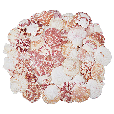 500G Natural Shell Ornaments(DJEW-FH0001-35A)-1