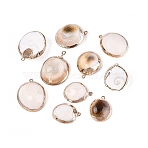 Electroplate Natural Sea Shell Pendants, Shell Shape Charms, with Iron Loops and Brass Findings, Floral White, Light Gold, 20~28x15~21x6~10mm, Hole: 1~1.5mm(SSHEL-Q100-13KCG)