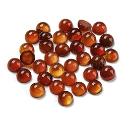 Natural Red Agate Cabochons, Half Round, 4x2~2.5mm(G-H309-03-43)