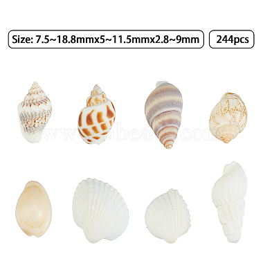 Natural Conch Shell Beads(SSHEL-FH0001-05)-2