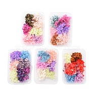 Dried Flowers, DIY Candle Soap Making Accessories, with Plastic Rectangle Box, Mixed Color, 5.3~7x5.2~7cm(DIY-D052-17)