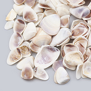 Sea Shell Beads, Undrilled/No Hole Beads, Seashell Color, 8~16x6~12x2~3mm(SSHEL-T004-01)