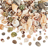 Elite 300G 15 Styles Natural Mixed Shell Beads, Conch Shell & Spiral Shell Bead, Undrilled/No Hole Beads, 14~26x15~31x9~15mm, 20g/style(SSHEL-PH0001-24)