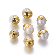 Natural Cultured Freshwater Pearl Beads, with Brass Findings, Oval, Golden, 11.5~14x12~17mm, Hole: 0.8mm(PEAR-F011-02G)