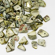 Dyed Natural Freshwater Shell Chips Beads, Shell Shards, Olive, 9~12x6~15mm, Hole: 1mm, about 900pcs/500g(SHEL-A003-E03)
