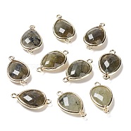 Natural Labradorite Links connectors, with Golden Tone Brass Findings, Teardrop, 22x12x5mm, Hole: 1.6mm(G-L514-015F)