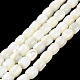 brins de perles de coquillages naturels de troca(BSHE-E030-05A)-2
