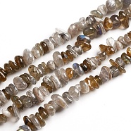 Natural Labradorite Chips Beads Strands, 2.5~6x4.5~10.5mm, Hole: 0.8~1mm, about 33.86 inch(86cm)(G-D0002-A06)
