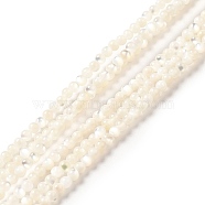 Natural White Shell Beads Strands, Round, White, 2mm, Hole: 0.5mm, about 199pcs/strand, 15.55 inch(39.5cm)(SHEL-G014-14)