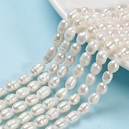 Natural Cultured Freshwater Pearl Beads Strands, Rice, Seashell Color, 7.5~9.5x5.5~6.5mm, Hole: 0.7mm, about 24~25pcs/strand, 7.56 inch~7.76 inch(19.2cm~19.7)(X-PEAR-N012-05G)