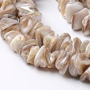 Natural Freshwater Shell Bead Strands, Tan, 10~25x10~25x3~10mm, Hole: 1mm, about 62pcs/strand, 15.4 inch(X-BSHE-O016-05)
