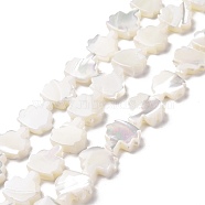 Natural Trochid Shell Beads Strands, Tree, White, 11x10.5x3~3.5mm, Hole: 0.6mm, about 36~37pcs/strand, 15.75~15.94 inch(40~40.5cm)(SSHEL-G023-09B)