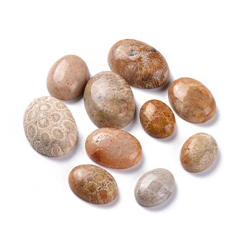Natural Fossil Coral Cabochons, Oval, 16~25x12~18x5.5~8mm
